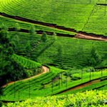 Munnar (sep 15-18)